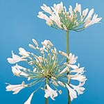 Agapanthus - White - Click Image to Close