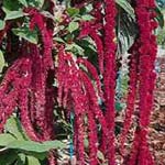 Amaranthus - Hanging Red