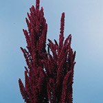 Amaranthus - Upright Red
