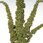 Amaranthus - Upright Green