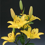 Asiatic Lily - Yellow