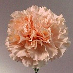Carnations - Peach