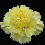Carnations - Butter Yellow