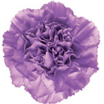 Carnations - Lavender - Click Image to Close