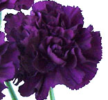 Carnations - Purple