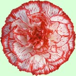 Carnations - Peppermint - Click Image to Close