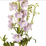 Hybrid Delphinium - Lavender