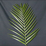 Emerald Palm -TePe