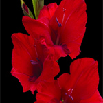 Gladiolus - Red