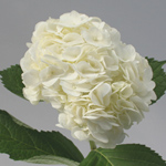 Hydrangea - 10 Stem White