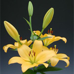 LA Hybrid Lily - Yellow