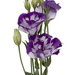 Lisianthus - Bi-Color White/Purple