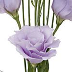 Lisianthus - Lavender