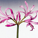 Nerine Lily - Pink - Click Image to Close