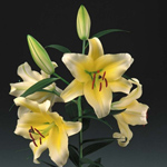 Oriental Lily - Conca d'Or