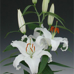 Oriental Lily - Siberia