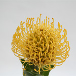 Pin Cushion Protea - 5 Stems Yellow