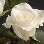 Rose - Akito • 60cm Long - Click Image to Close