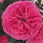 Rose - Baronesse • Garden