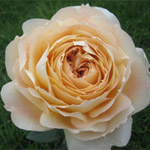 Rose - Caramel Antike • Garden