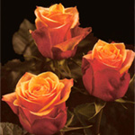 Rose - Cherry Brandy • 60cm Long - Click Image to Close