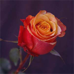 Rose - Cherry Brandy • 50cm Intermediate