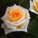 Rose - Creme de la creme • 50cm Intermediate - Click Image to Close