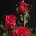 Rose - Hot Lady • 40cm Medium