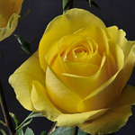 Rose - Latina • 60cm Long