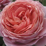 Rose - Romantic Antike • Garden
