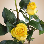 Rose - Sonrisa • 50cm Intermediate