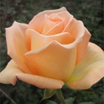 Rose - Versilia • 60cm Long