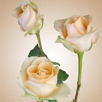 Rose - Versilia • 60cm Long - Click Image to Close