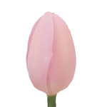 Tulips - Light Pink • Box of 30 Bunches