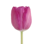 Tulips - Pink • Box of 30 Bunches