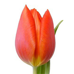 Tulips - Orange • Box of 30 Bunches