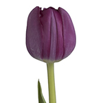 Tulips - Purple • Box of 30 Bunches