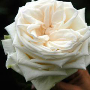 Rose - White O'Hara • Garden - Click Image to Close