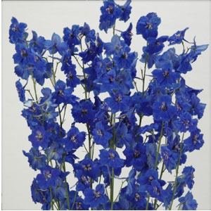 Bella Donna Delphinium - Blue - Click Image to Close