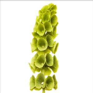 Bells of Ireland - Click Image to Close
