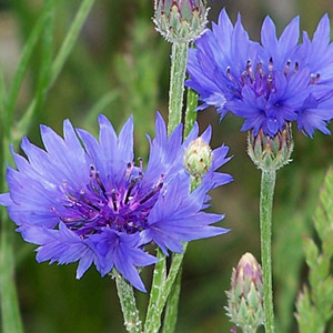 Bachelor Buttons • Cornflowers - Click Image to Close