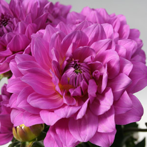 Dahlia - Pink - Click Image to Close