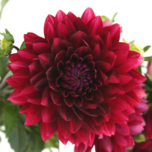 Dahlia - Burgundy - Click Image to Close