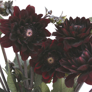 Dahlia - Chocolate - Click Image to Close