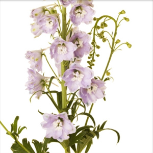 Hybrid Delphinium - Lavender - Click Image to Close
