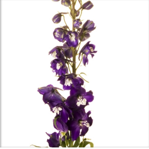 Hybrid Delphinium - Purple - Click Image to Close