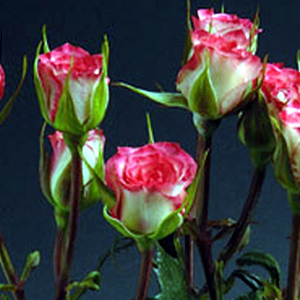 Spray Rose - Electra - Click Image to Close