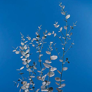 Eucalyptus - Gunni - Click Image to Close