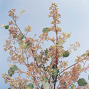 Eucalyptus - Seeded - Click Image to Close