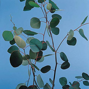 Eucalyptus - Silver Dollar - Click Image to Close